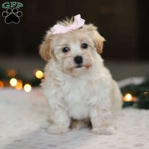 Clover, Havapoo Puppy